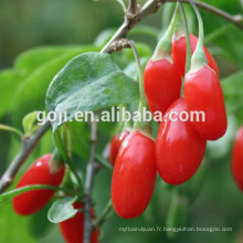 Superfood Baies de Goji séchées biologiques à vendre